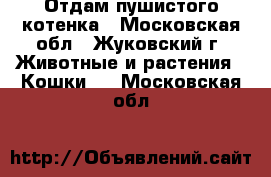 Отдам пушистого котенка - Московская обл., Жуковский г. Животные и растения » Кошки   . Московская обл.